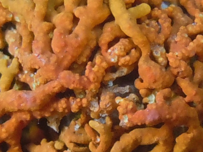 lichene arancione......